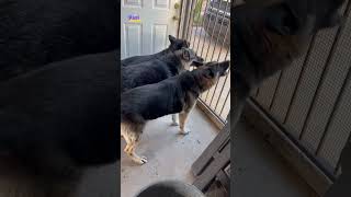 German Shepherds Barking dog barking youtubeshorts germanshepherd [upl. by Arted]