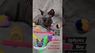 Sphynx kittens Cosmic Sphynx Cattery Chicago IL 8156164282 kittens sphynx cat elf [upl. by Adiol640]