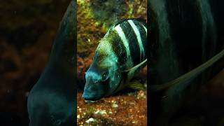 How This Fish Hunts with Deadly Precision wildcreatures animalfacts [upl. by Anilra454]