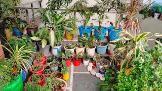 Mini garden🏡 is live welcome to mini garden  beautiful garden [upl. by Gahl]