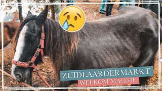 Paard REDDEN van de SLACHT op de paardenmarkt  Paardzoektbaas [upl. by Enitnemelc]