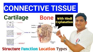 Connective Tissue  Cartilage  Bone Structure Function Location Types हिंदी Explanation के साथ [upl. by Elyrad]