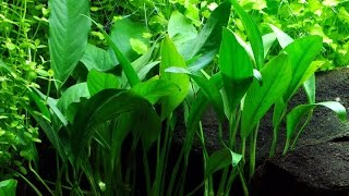 Anubias Angustifolia Afzelii  Narrow leaved anubias  Small anubias Care and Info [upl. by Llesig20]