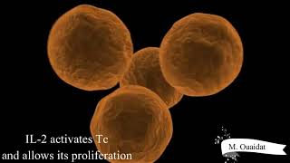 Activation of lymphocytes B and Tc cells by lymphocyte TH [upl. by Bullis]