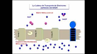 Cadena de transporte de electrones partiendo del NADH [upl. by Ellehcyt]