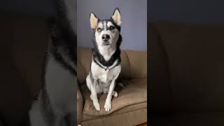 dog husky funny puppy cute animals comedy [upl. by Erialc66]