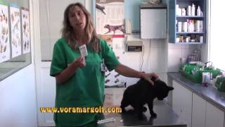 Como poner una pipeta a un gato explicado por VETERINARIO How apply a cat pipette explained by VET [upl. by Isiah485]