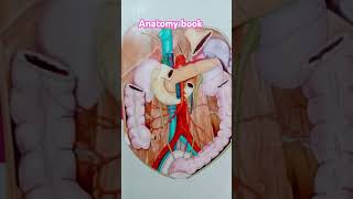 Anatomy book  mbbs  bsc nursing  paramedical  Anatomy book 1st Year  kgmu [upl. by Glynas]