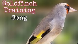 Goldfinch Bird Singing Song Video To Training Goldfinch bird [upl. by Maris498]