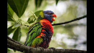 Rainbow Lorikeets Childers QLD 2024 [upl. by Ahsimak146]