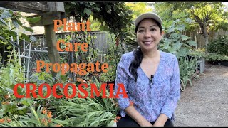 🌱 HOW TO PLANT CARE AND PROPAGATE CROCOSMIA 🌼👩‍🌾 [upl. by Amann]