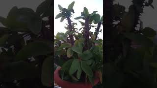 How to take care of your thorny plants 🌵🌱🌿 cactus plants viral [upl. by Erinn]