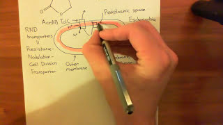 Quorum Sensing in Bacteria Part 2 [upl. by Wohlert]