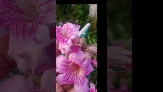 Tecoma flower blooming😍bkworldcoorggardenreels [upl. by Alyks]