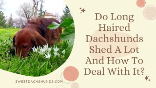 Do Long Haired Dachshunds Shed A Lot And How To Deal With It [upl. by Nymzaj]