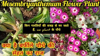 क्यों मरता है ये पौधे  mesembryanthemum flower plant  ice plant care aloksgardeningtips [upl. by Dixon454]