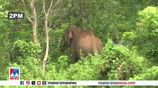 രാവിലെ കാട്ടാന നാട്ടിലിറങ്ങി ഭീതിയില്‍ ജനം അവധിയെടുത്തു Elephant [upl. by Airrehs]