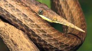 Madagascar LeafNosed Snake [upl. by Adiv]