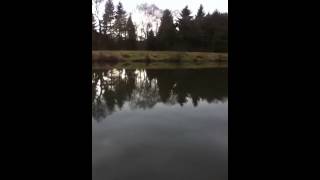 Higham farm carp lakes fishing pond [upl. by Kerwin206]