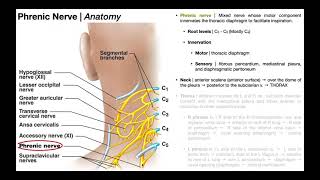 Phrenic Nerve  Functions Course amp Impact of C3C5 SCIs [upl. by Aitam]