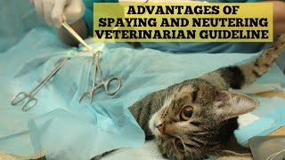 Spaying and Neutering cats  Truth about spaying and neutering [upl. by Ralina461]