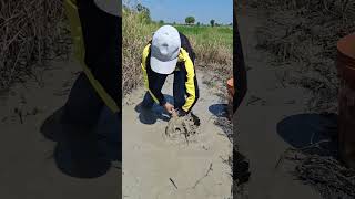 fisherwoman skills catch fish near the road by best hand shots topfishing [upl. by Bullivant900]