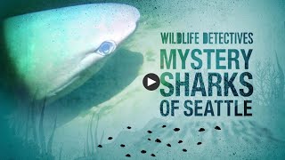 Wildlife Detectives Mystery Sharks of Seattle [upl. by Wallis]