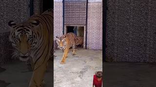 roar tiger tigeronroad funny comedy lion animals wildlife zoolionking elephantshortvideo [upl. by Fassold]