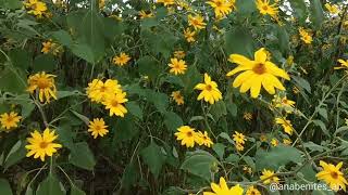 El topinambur Girasol de Canadá Helianthus tuberosus [upl. by Druce]