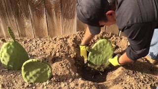 One month update of planting opuntia cactus pads aka nopal or prickly pear cactus [upl. by Elletsirk]