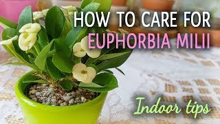 How To Care For Euphorbia Milii Crown of Thorns Indoors [upl. by Minne245]