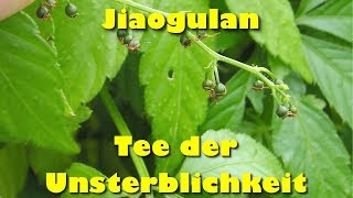 Jiaogulan – Tee der Unsterblichkeit [upl. by Arvad734]