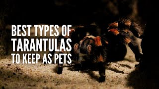 Types of Tarantulas The 20 Best Tarantulas to Keep as Pets [upl. by Nanor]