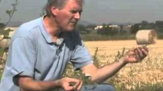 Using bindweed gall mites to manage field bindweed [upl. by Toms]