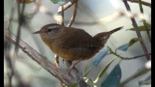 4K Troglodyte Mignon chant [upl. by Judith]