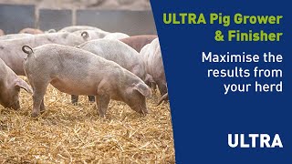 ULTRA grower and finisher pig diets realise your herd’s potential  ForFarmers Pig [upl. by Adnorahc755]