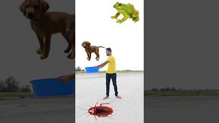 Eating cockroach parleg biscuit amp catching puppy cat rooster vs punching frog  funny vfx [upl. by Auohs]