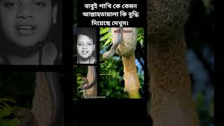 বাবুই পাখিকে আল্লাহ তায়ালা কি ট্যালেন্ট দিয়েছে দেখুন বাবুই বাস্তবতা viralvideo shorts snake [upl. by Munafo]