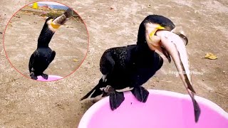 Great cormorant Birds Eat big fish  Review Birds News [upl. by Nidraj]