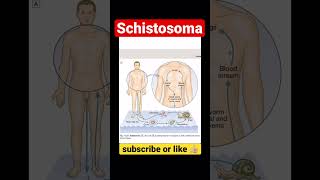 Schistosoma  Life Cycle of Schistosoma [upl. by Uok]