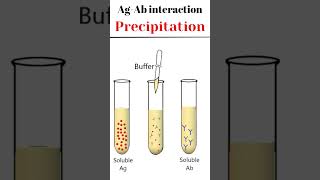 Antigen Antibody Interaction Precipitation animation immunology [upl. by Eanehs]