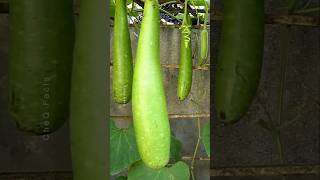 How to Grow Gourd Plant at Home Using Simple Technique plants shorts farming [upl. by Tu]