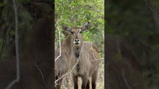 Waterbuck in Etosha National Park Namibia [upl. by Hajed120]