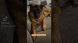 keep scrolling German Shepherd GSD 👈😳🐶new shorts ytshorts viral viralshorts [upl. by Becky]