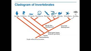 Biology Lecture 9 2C Cladogram of Invertebrates [upl. by Arakaj695]