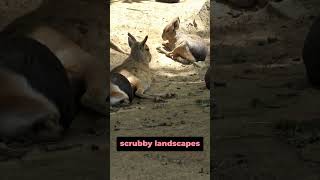 5 Amazing Facts About the Patagonian Mara [upl. by Akinar]