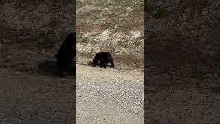 Black Bear in Yukon bear north [upl. by Holton471]