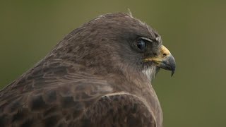 Swainsons Hawk Sighting On The Bear River Migratory Bird Refuge [upl. by Fleurette]