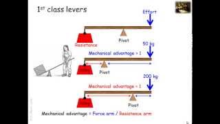 Lever systems in the human body [upl. by Sirrep]