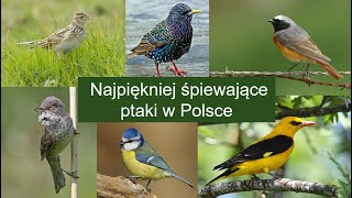 Najpiękniej śpiewające ptaki w Polsce cz1 [upl. by Haldis]